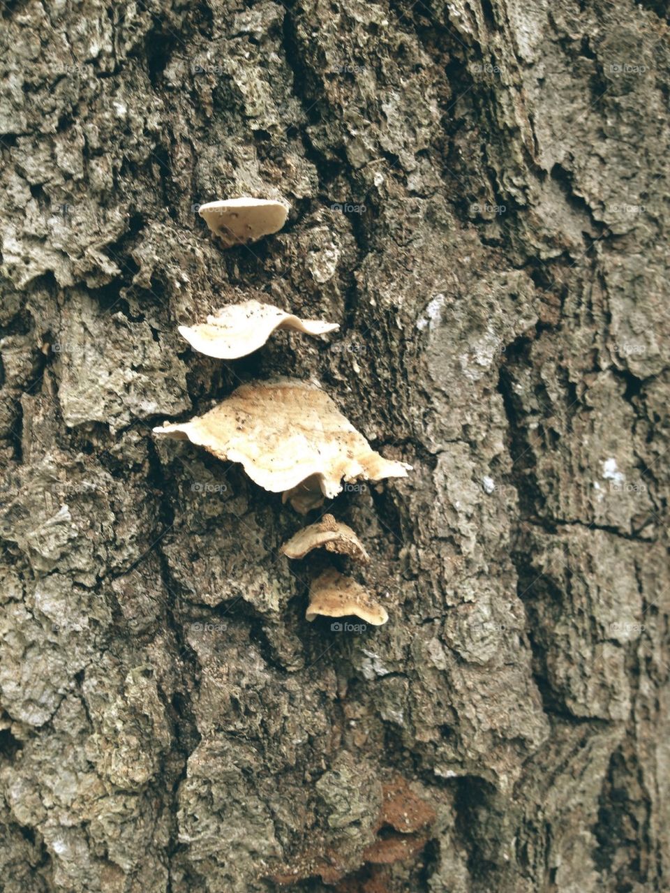 Fungi on the Tree