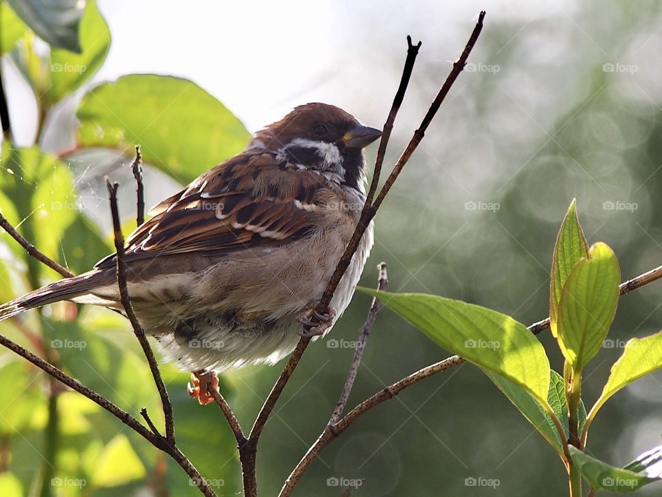 Sparrow my friend