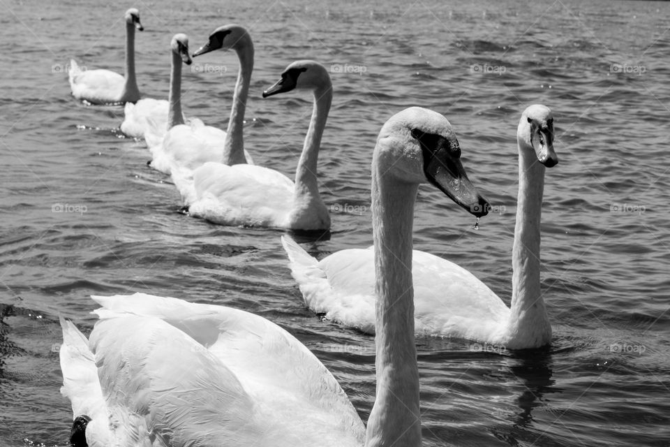 Swan squadron.