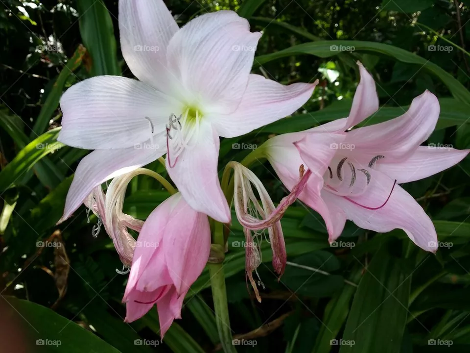 Lily