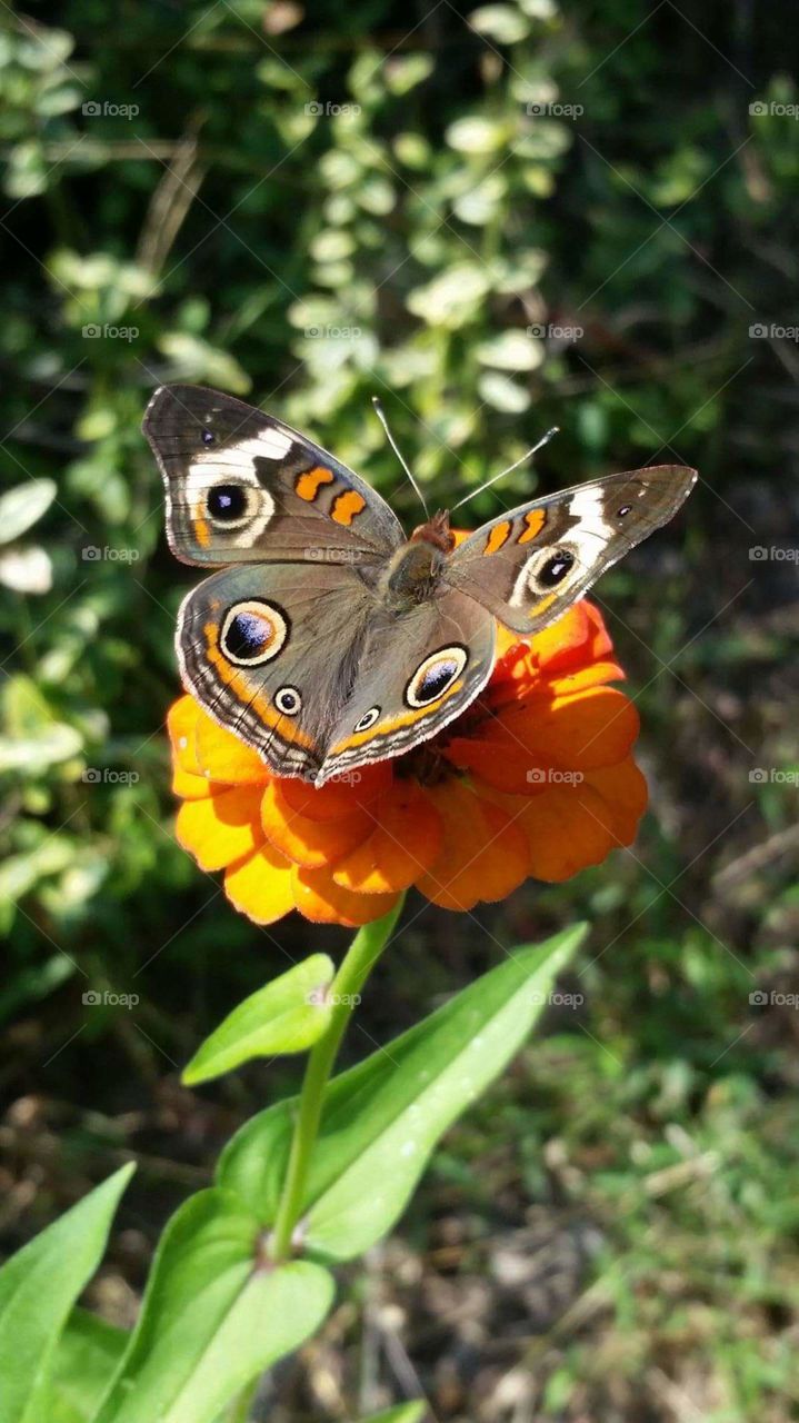 Butterfly on Zinna