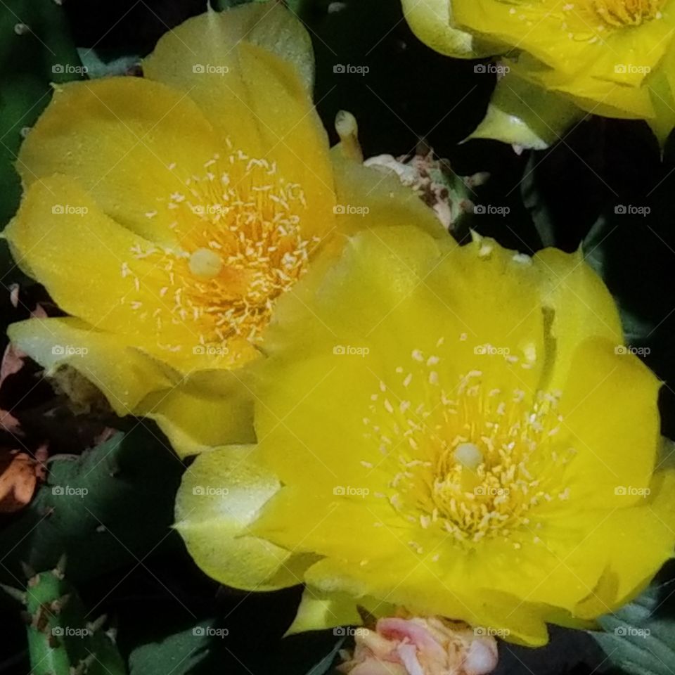cactus blossoms