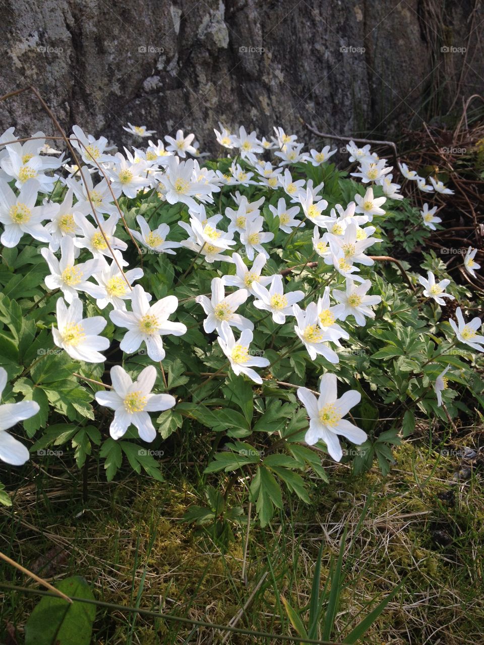 Close-up of white flowering plant