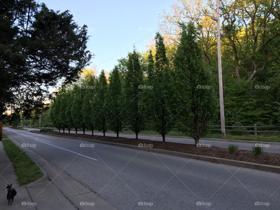 Row of trees in center of suburban street