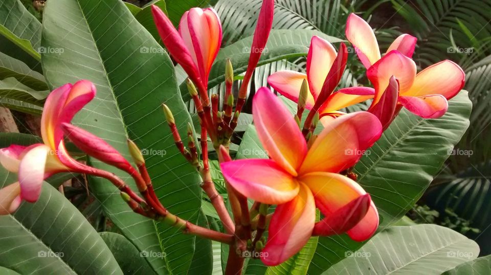 Flores interessantes