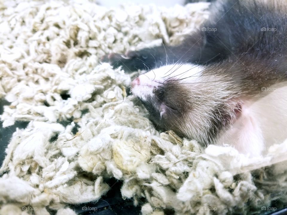 sleeping ferret