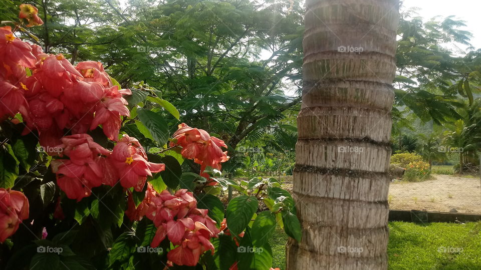 TRONCO PALMEIRA FLOR