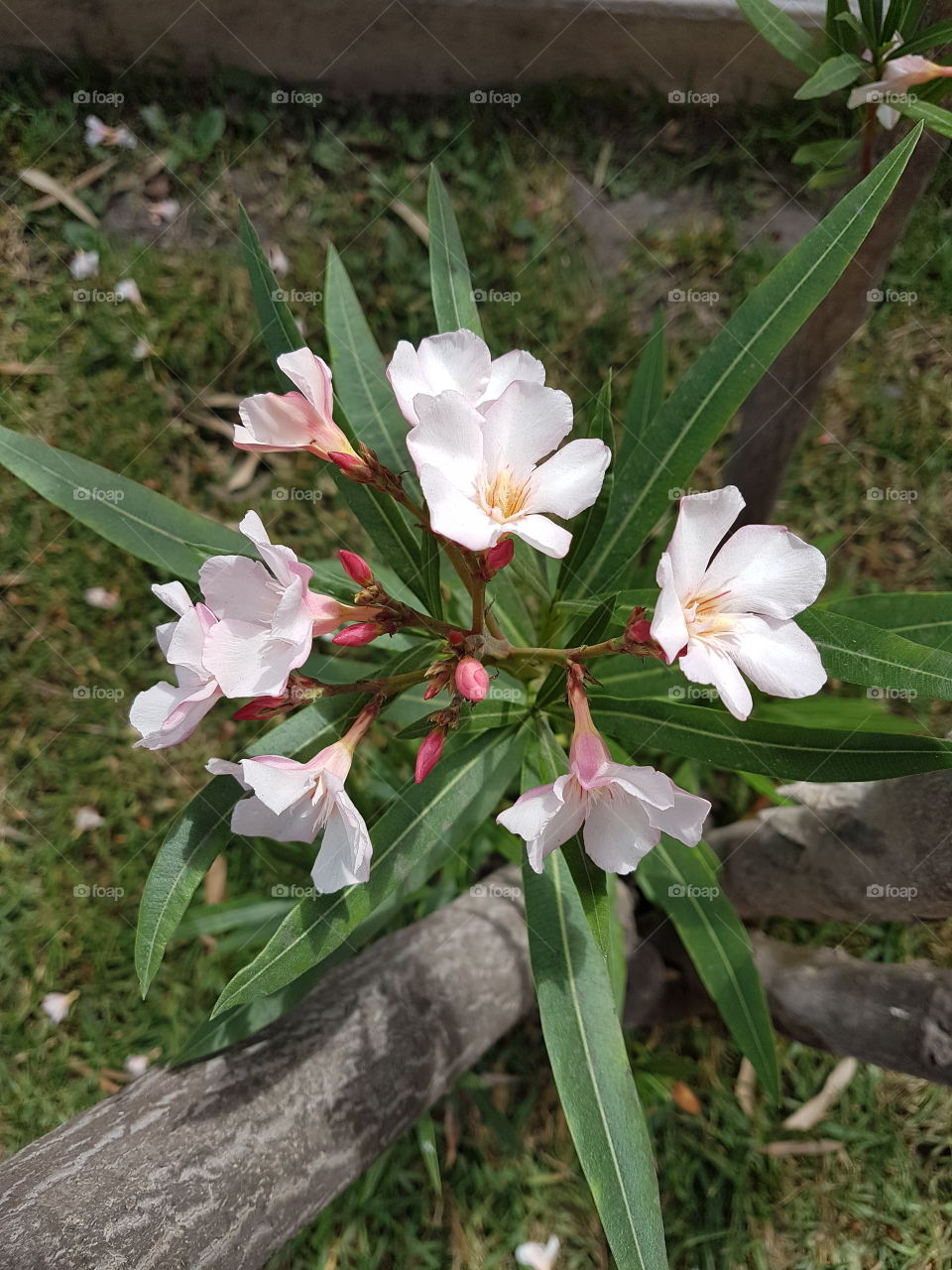 beautiful nature around