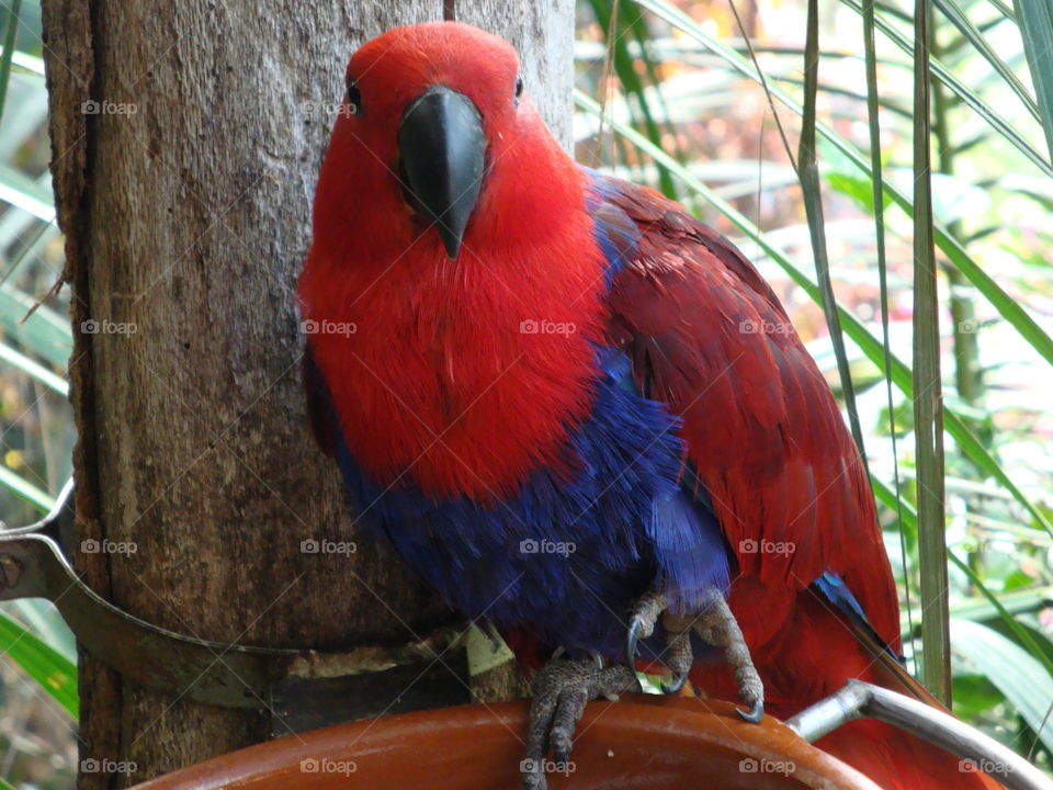 Parrot