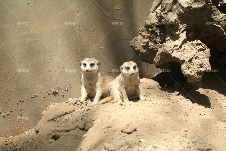 Meerkat