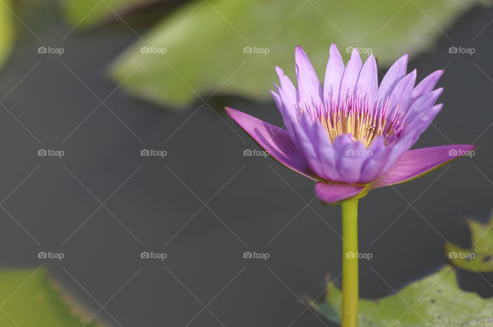 Pink lotus blossom in the swamp of Thailand.