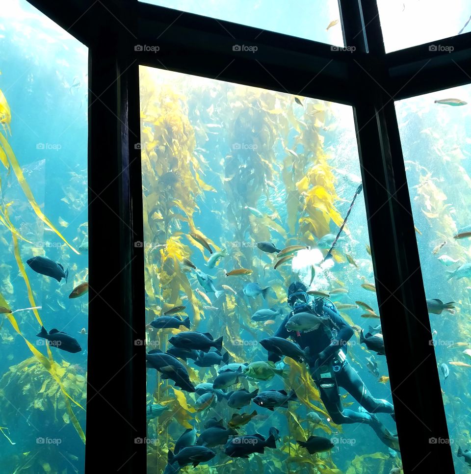Aquarium Tank with Scuba Diver Feeding Fish with Seaweed
