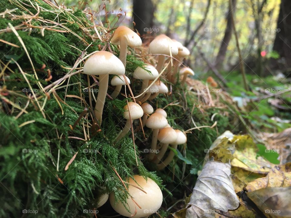 Closeup of mushrooms growing in the forest