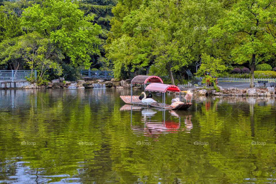 Boating swans