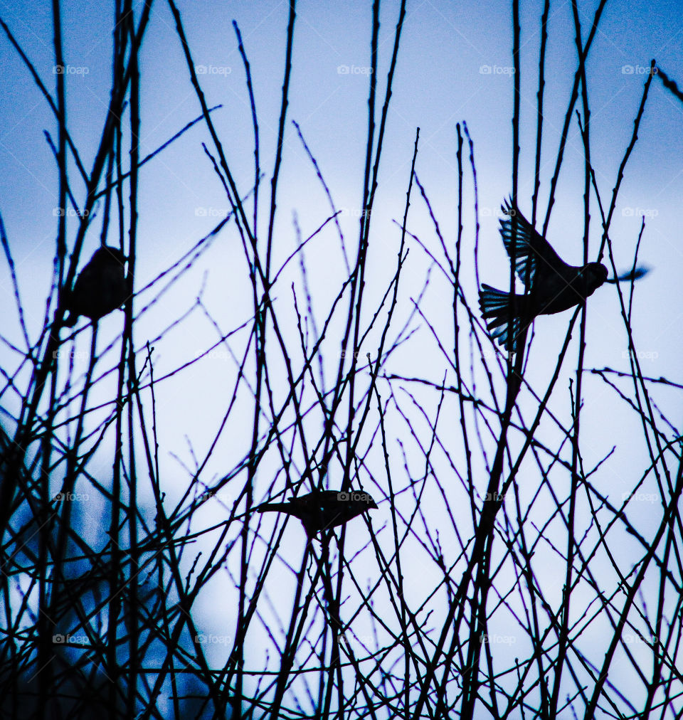 roosting sparrows