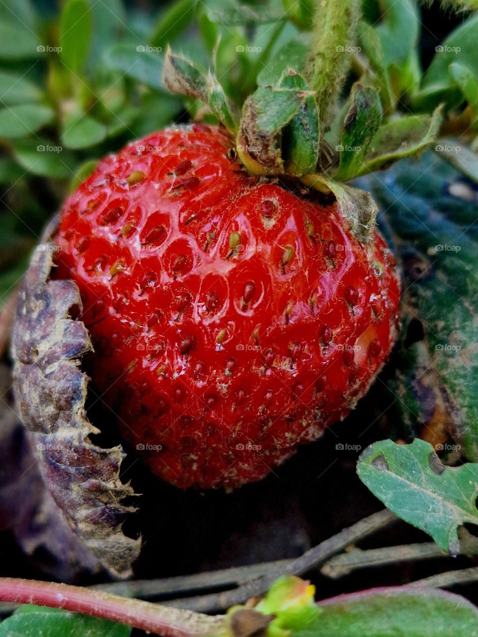 red strawberries