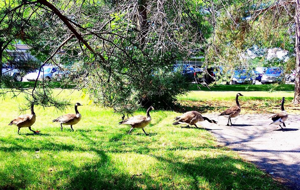 Canada Geese in the park

