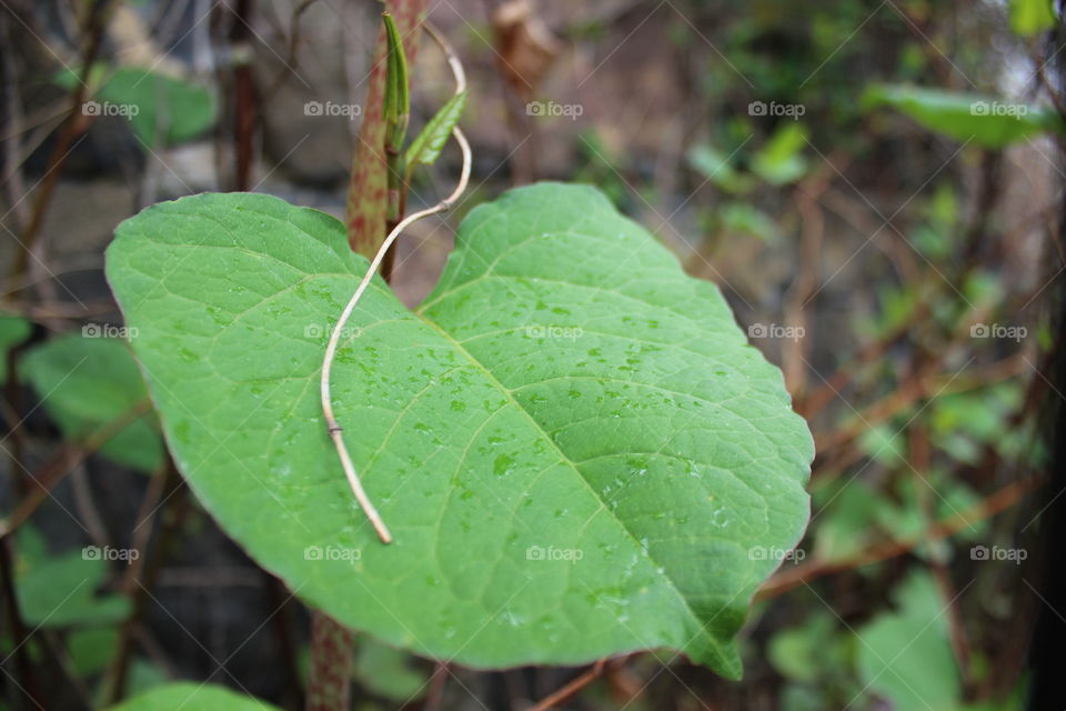 Japanese knotweed leaf and vine after a rain 