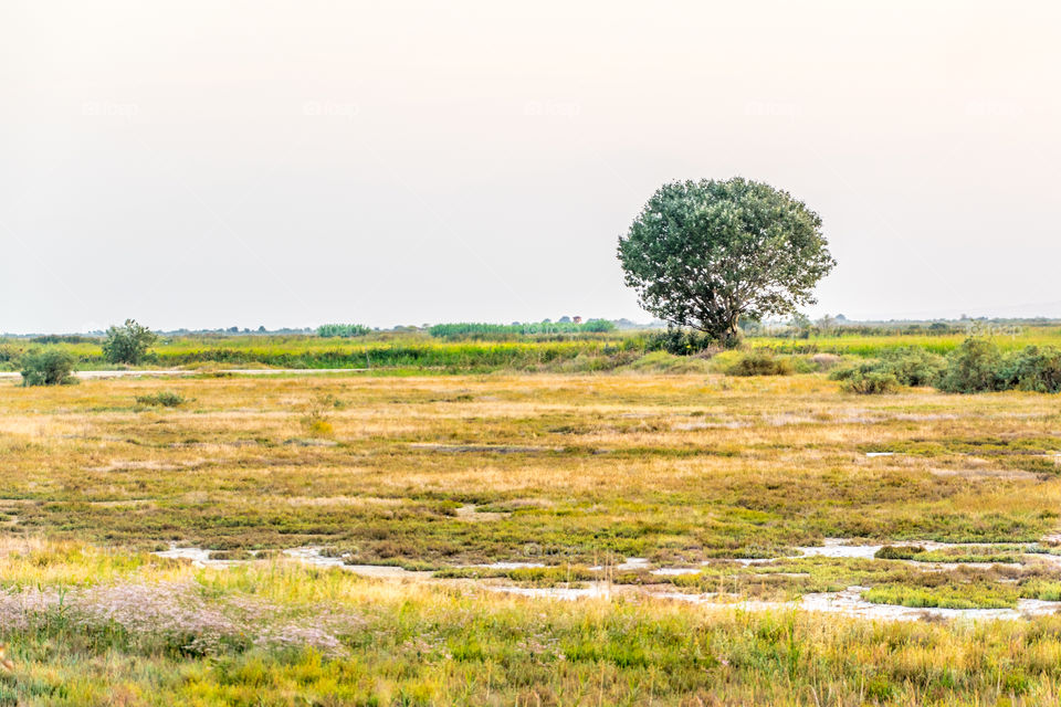 Tree In A Countryside Landscape
