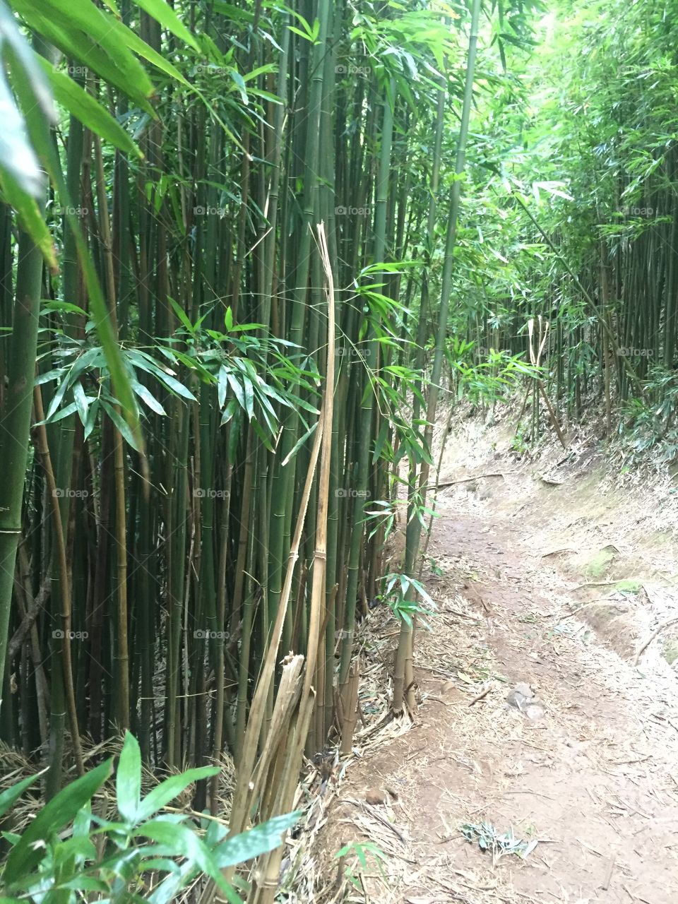 Bamboo forest, where's the panda?