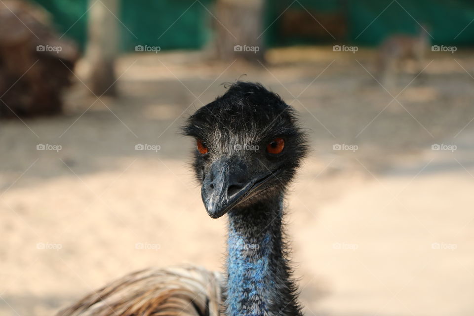 eyes, ostrich, animal,