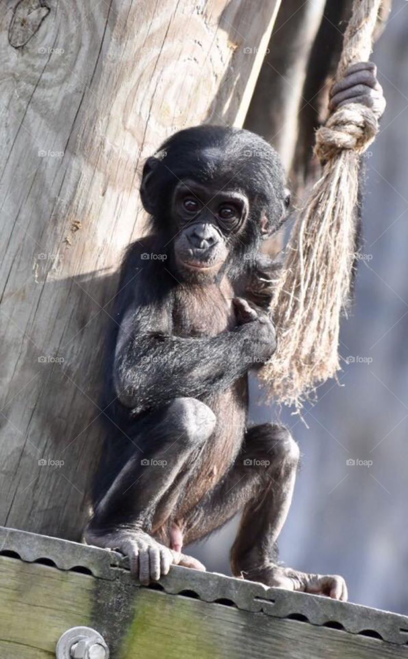 Baby Bonobo Monkey 