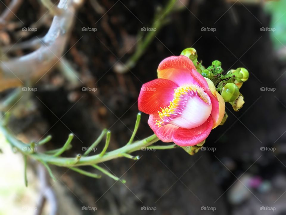 Flower of cannonball tree (Couroupita guianensis) or Sal of India