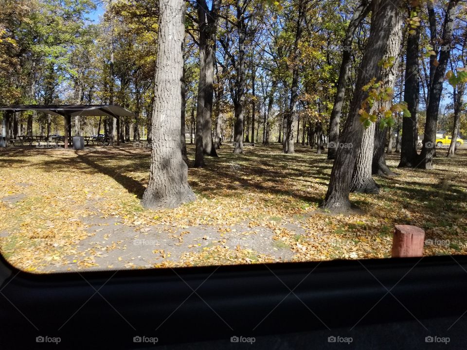 Tree, Fall, Wood, Park, Leaf