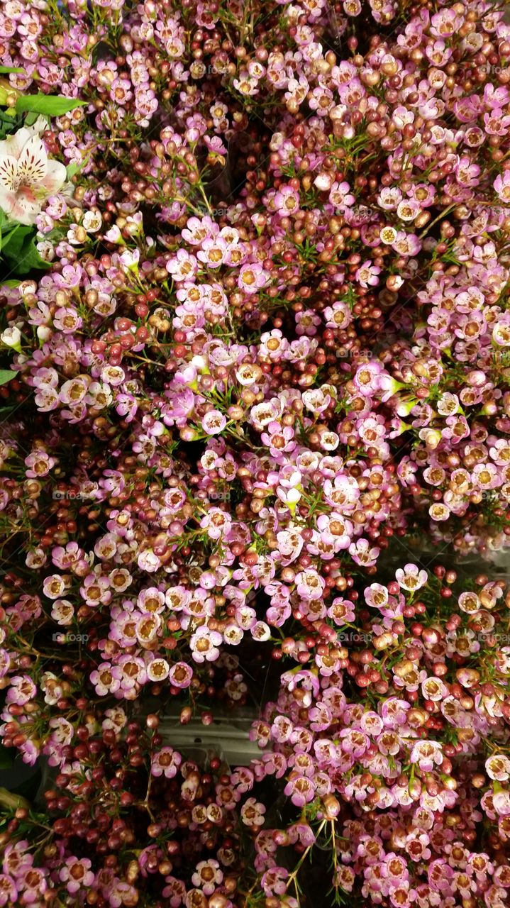 Pink flowers