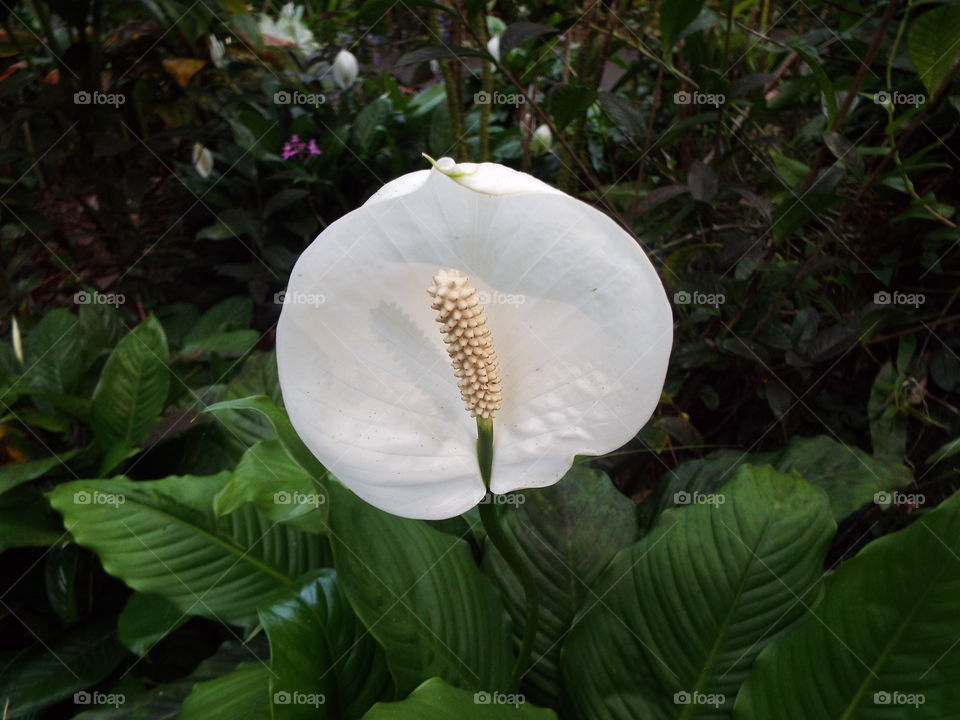 Botanical gardens. Hilo Hawaii