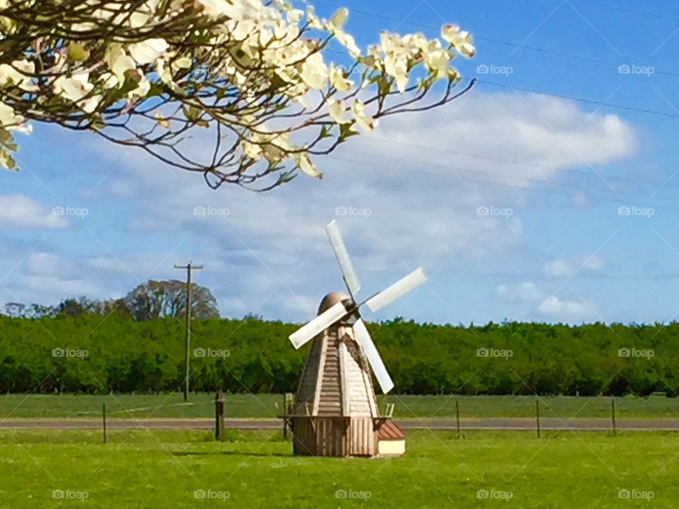 Windmill. Windmill with dogwood bloom in foreground