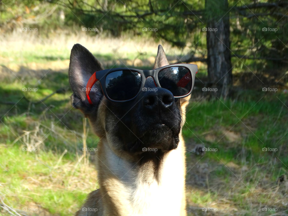 Belgian shepherd malinois dog and spring