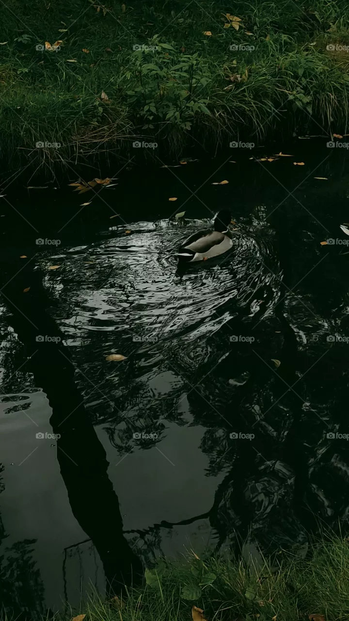 duck in the water