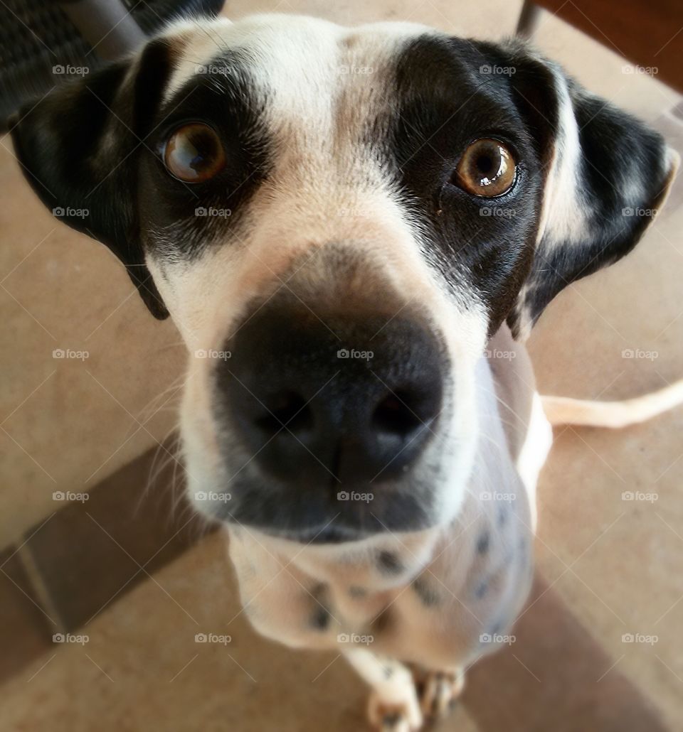 Extreme close-up of a dog's face