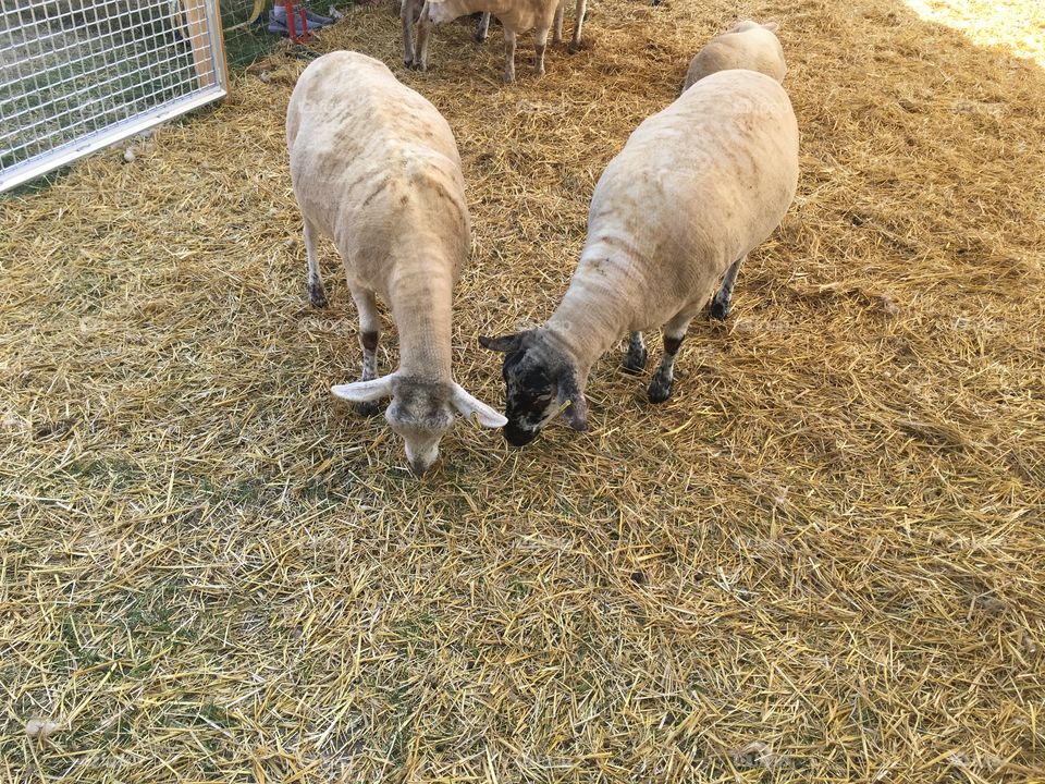 Sheep at western fair London, Ontario 