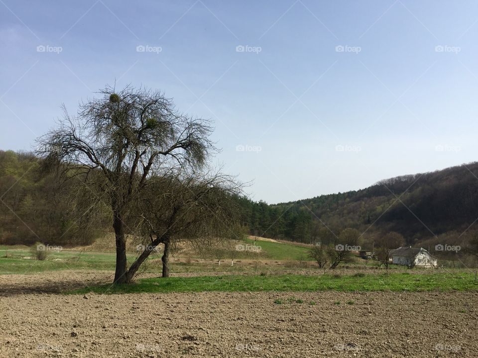 Cropland and a lonely tree and a house