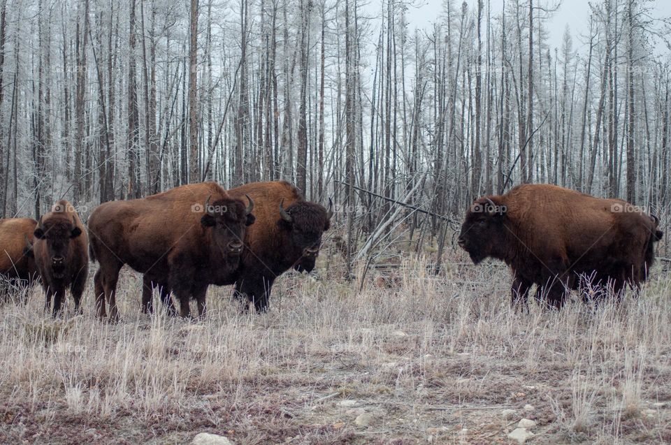 american bisons