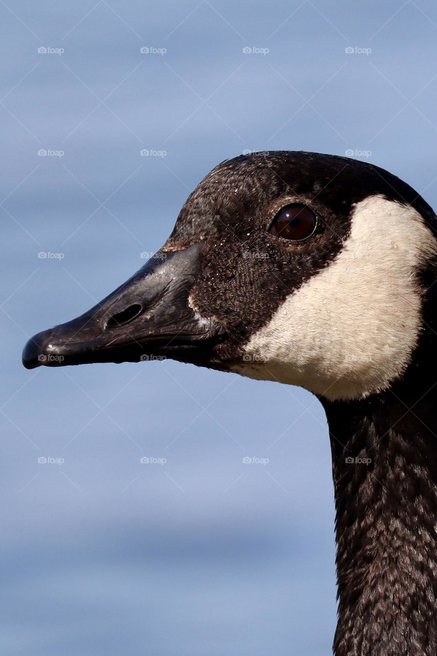 Canadian goose looks curiously at the camera as it walks along the waters edge at Commencement Bay, Washington 