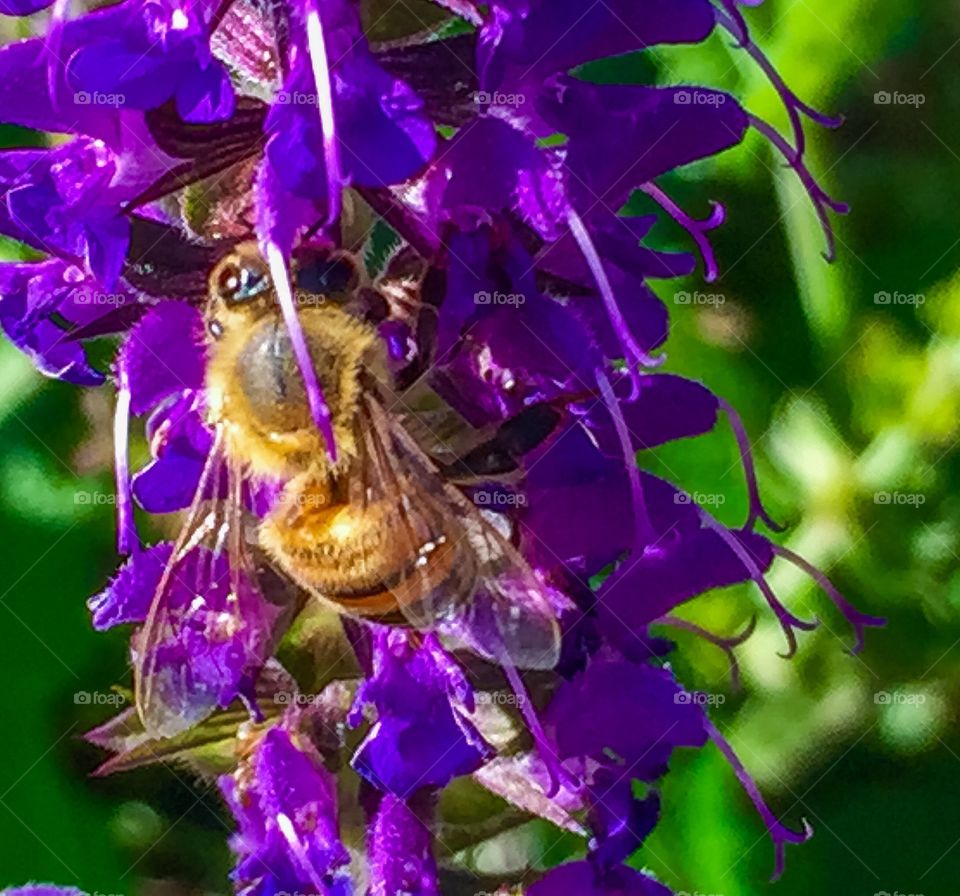Bee on purple flower