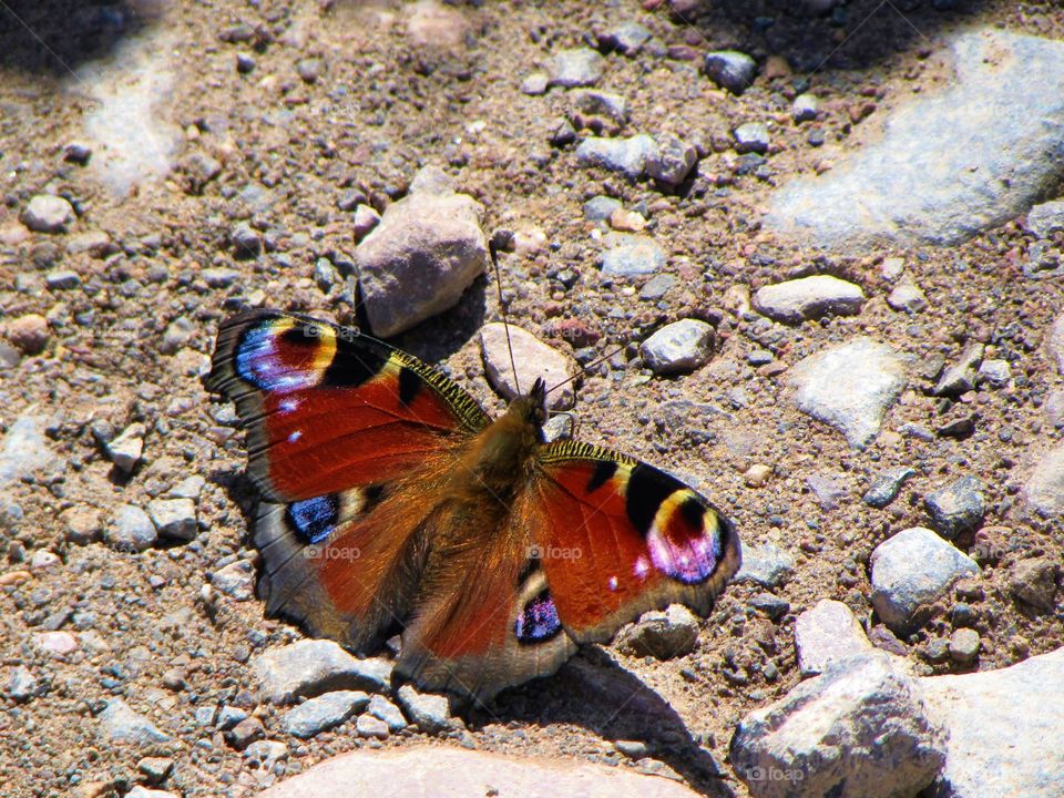 Peacock butterfly sunning itself