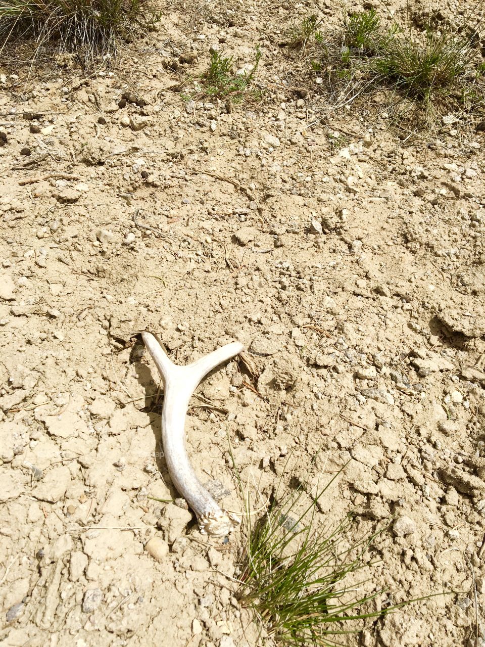 Antler shed 