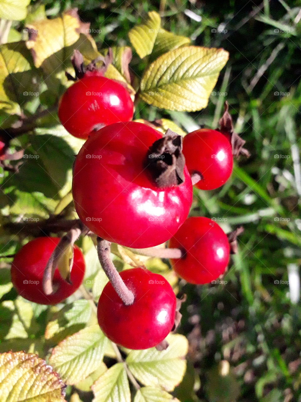 sunlit  red fruits of a wild rose in October