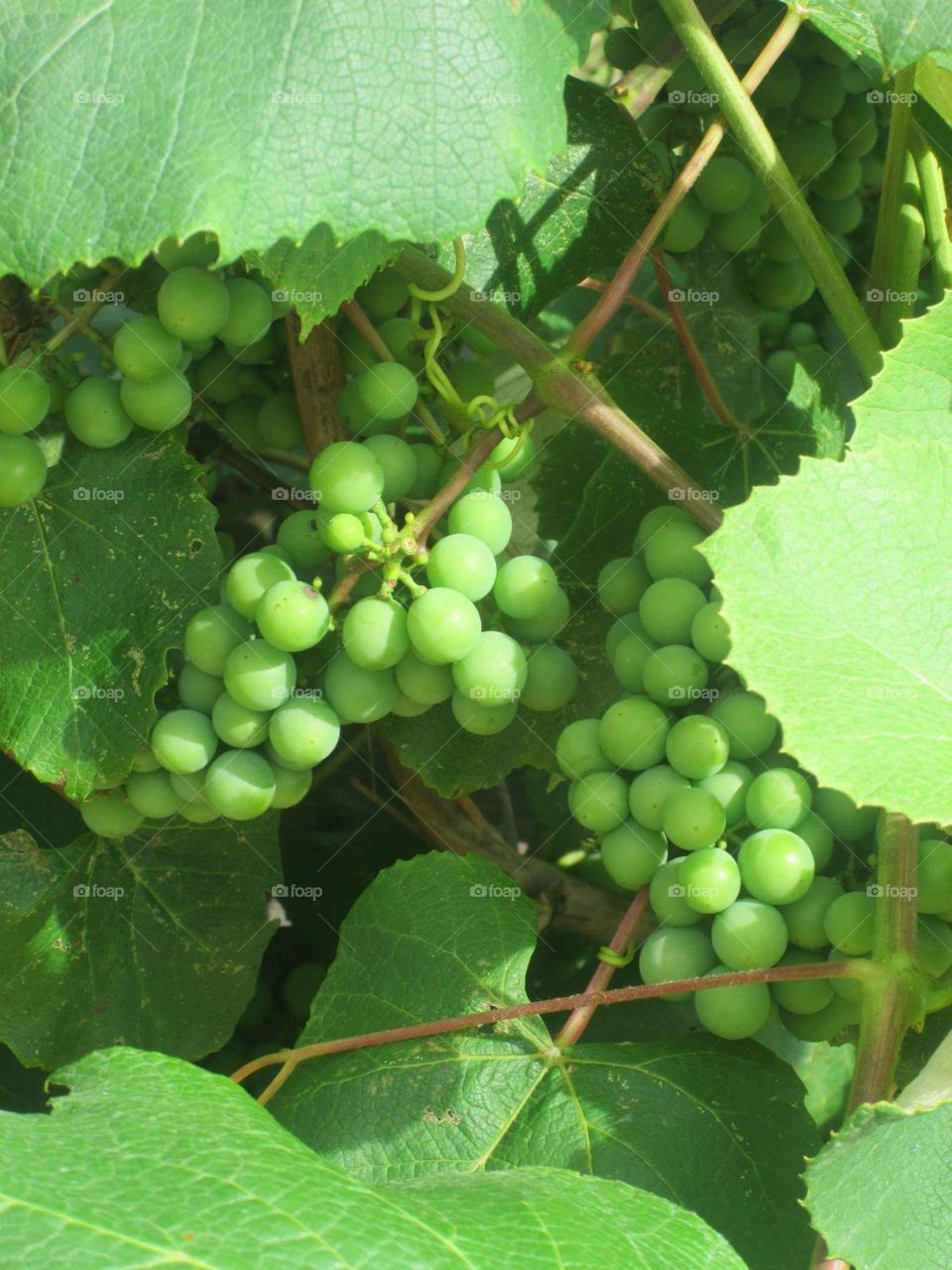 Vibrant grapevine