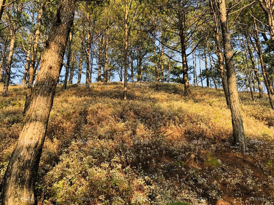 More trees for mother nature. 🍃