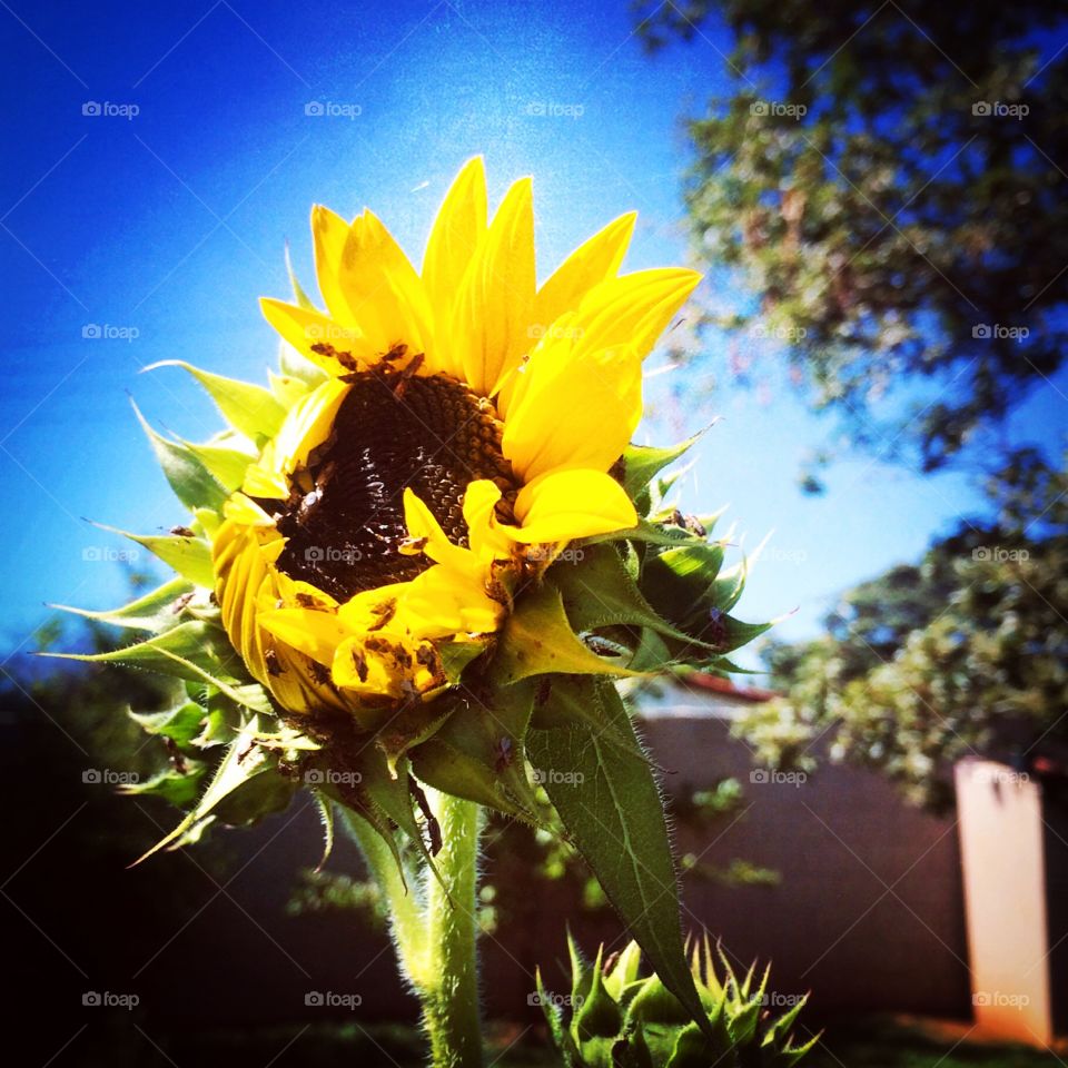 De meses atrás - 
🌼#Flores do nosso #jardim, para alegrar e embelezar nosso dia!
#Jardinagem é nosso #hobby.
🌹
#flor #flowers #flower #pétalas #garden #natureza #nature #flora #girassol 🌻 