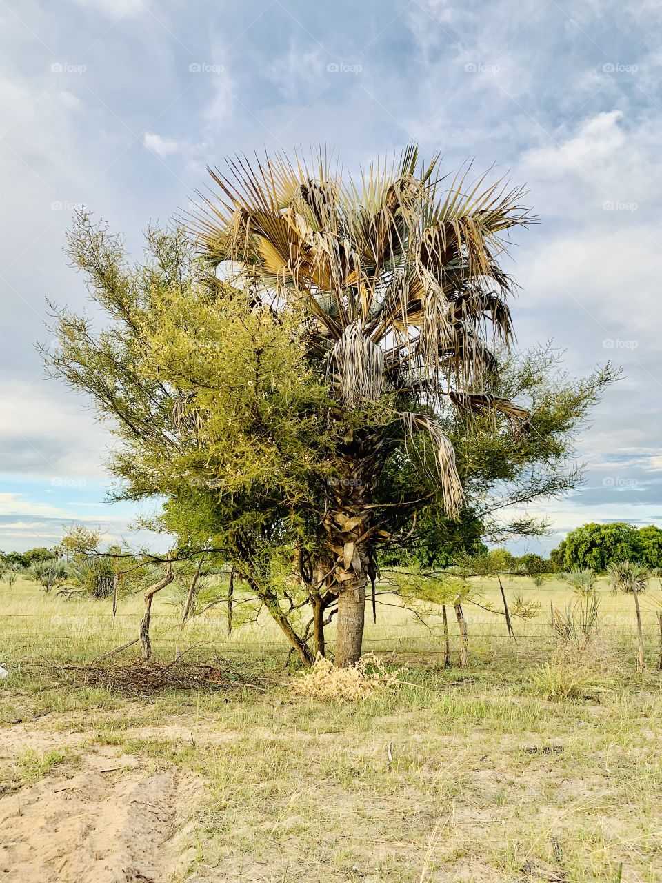 This thorn tree grew so close to the palm tree. They are both still growing and striving to outgrow each other. 