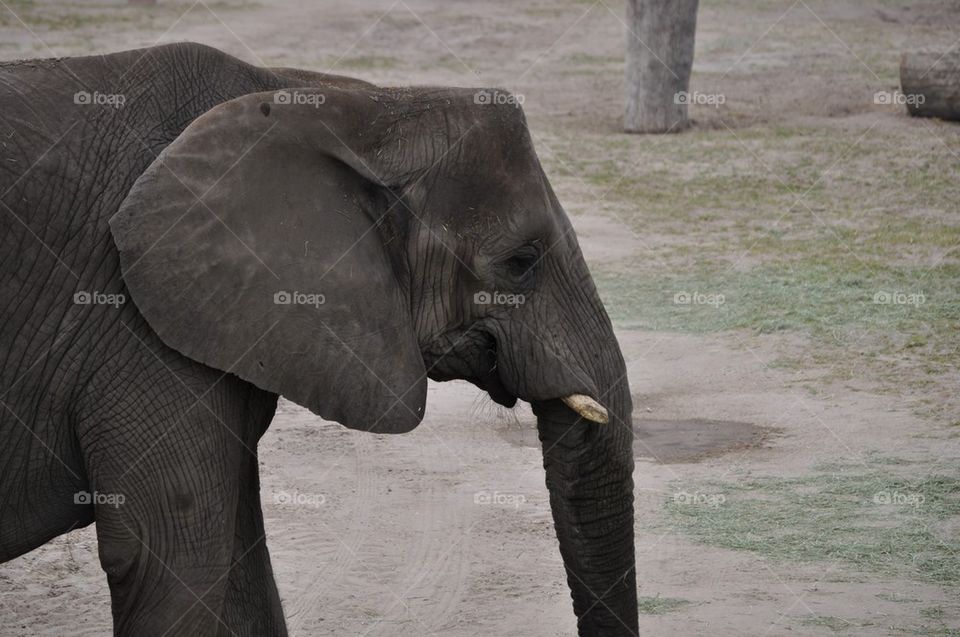 Asian Elephant