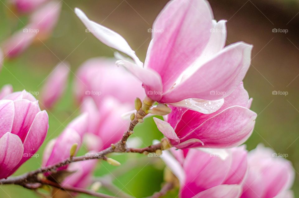 Colors of Spring, Magnolia After Spring Rain