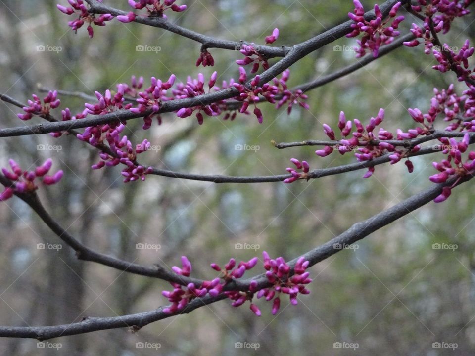 Eastern redbud blossoms 