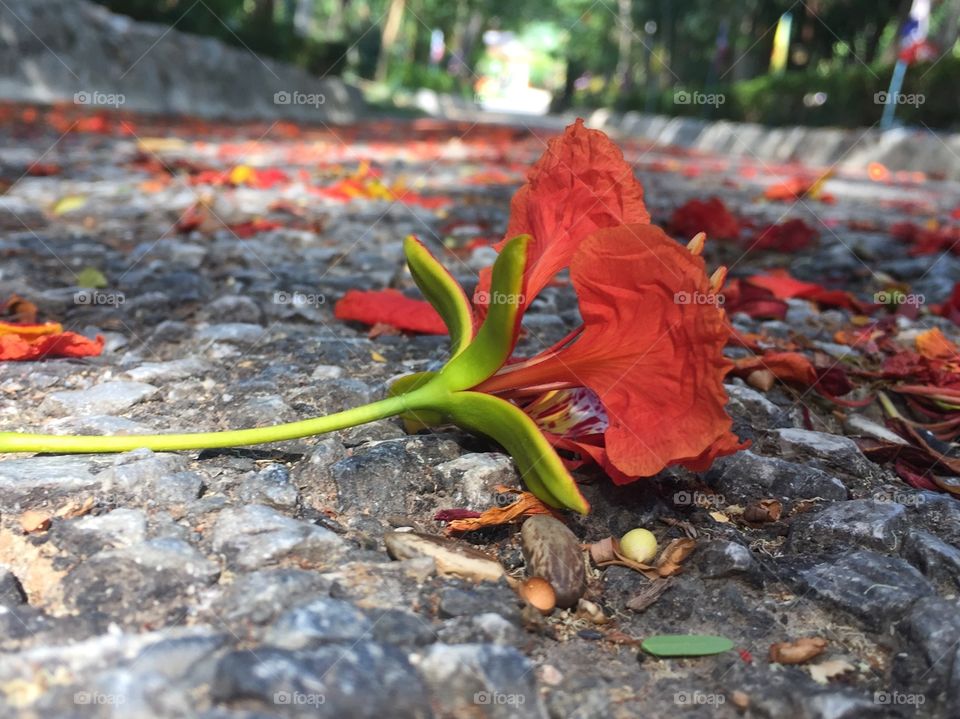 Nature, Leaf, Garden, Flower, Flora